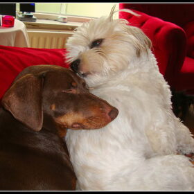Liefde...