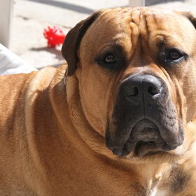 Sommige honden zijn gewoon te knap...lol!!