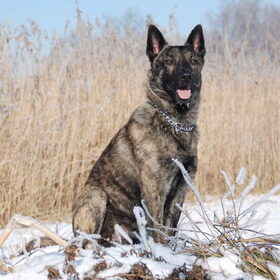 Onze Hollandse Herder Storm ( Douglas), geboren 25 maart 2010…