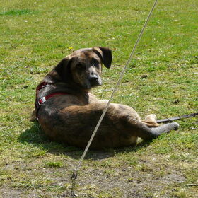 Camping de havixhorst, bij Meppel