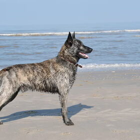http://hollandseherders-storm-en-beer.nl Storm ( Douglas) op het…