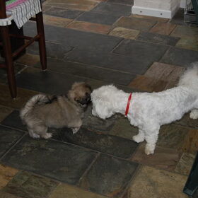 eerste kennismaking met de hond van mijn ouders