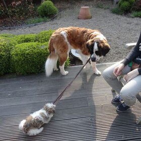 Larah als therapiehond voor chico die nog wat bang van grote…