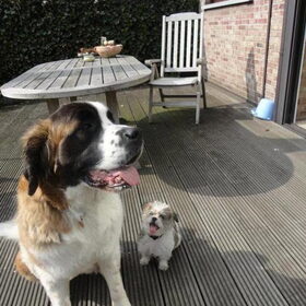 Larah als therapiehond voor chico die nog wat bang van grote…