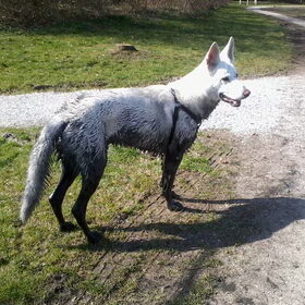 Zwitserse Zwart-Witte Herder!