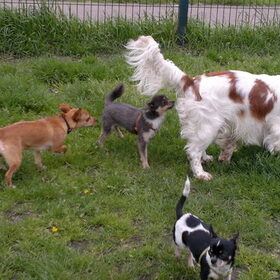 Hondenfoto van Valerie <3 Mila <3 Max