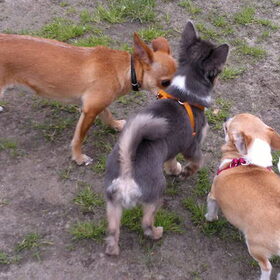 Hondenfoto van Valerie <3 Mila <3 Max