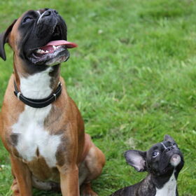 Hondenfoto van Ziva †, Bullie †, en Bandhu