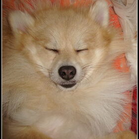 Dreaming