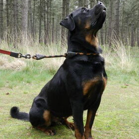 Tyson is echt geweldig, het duurt even voor je zijn vertrouwen…