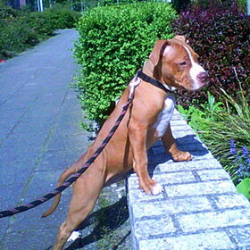 Hondenfoto van Chre & Djago & Anisa & Elvis