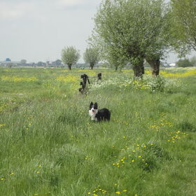 Hondenfoto van Puck & Fenrir 
