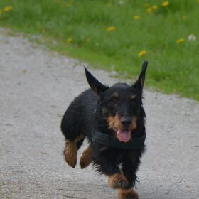 Hondenfoto van Pepijn & Otis