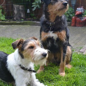Hondenfoto van Pepijn & Otis