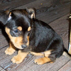baby Dushi