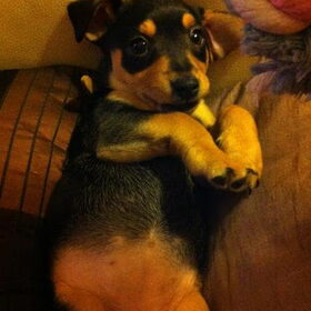grote puppy ogen