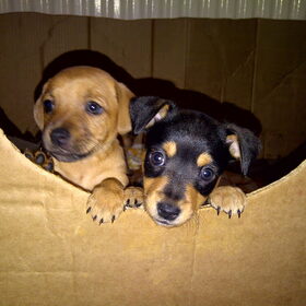 Hondenfoto van Denise&Dushi