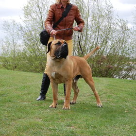 Wij bieden boerboel Boyd alleen als dekreu aan boerboel teven…