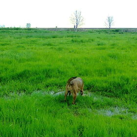Kylie, 7 mei 2012 : Weide met waterplassen na verse regen kan…