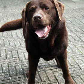 Hondenfoto van Inge, Rottweiler Nika & m'n Canadeesje(s)