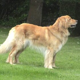 Bono vd Scheldemeersen, onze blonde charmeur ! Bono is een pup…