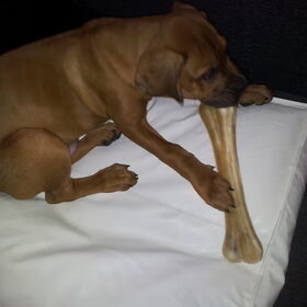 Klein hondje groot bot