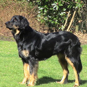 Esha vd Scheldemeersen, onze 'benjamin'.... Esha werd geboren…