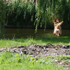Flying dog