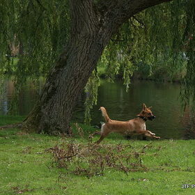 Flying dog deel 2..hahaha..