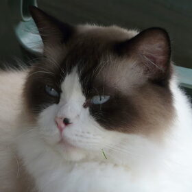 Mijn lieve mooie Ragdoll Jinx!