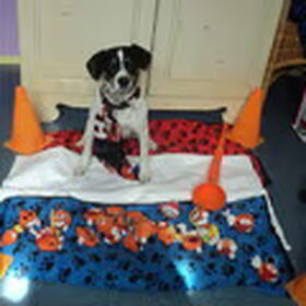 Lizzy in de oranje stemming