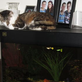 Hondenfoto van liesbeth,Turbo,Luna, Levi en Faith