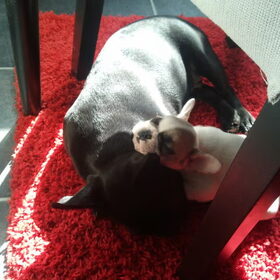 samen snurkenn