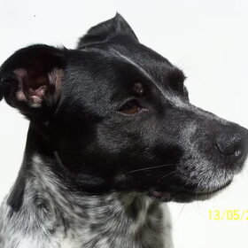 Hondenfoto van Jacintha
