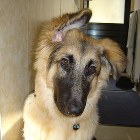 Hondenfoto van Amy