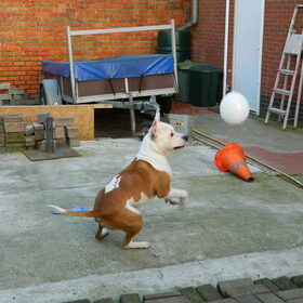Spelen met de ballon