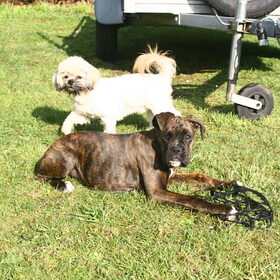 nelson en coby gezellig in de tuin.