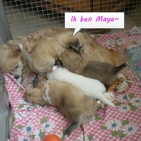 Hondenfoto van ~Laura~ *Lizzy*Luna*Maya*