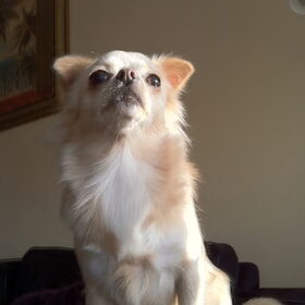 Lizzy !