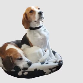 Baco en Tjibbe in een klein mandje lief he?
