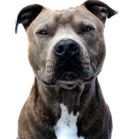 Hondenfoto van cynnie