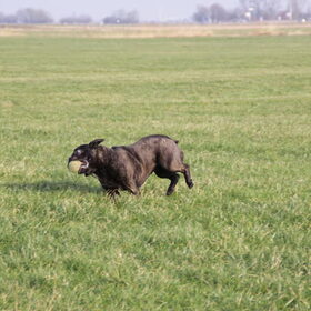 Hondenfoto van Diesel & Bumper 