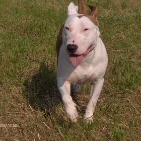 dit is mijn hondje moesj ik he haar van een asiel en het is een…