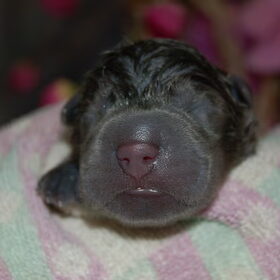 Deze pup werd als eerste geboren