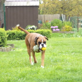 Hondenfoto van Ronnie & ««Jara»»