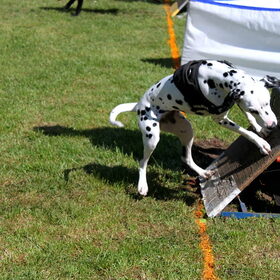 Flyballbox