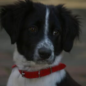 Hondenfoto van Jesse 