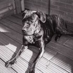 dogo sombra