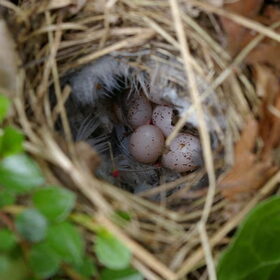 Nestje met eitjes