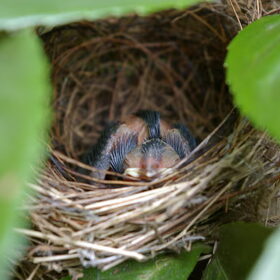 Lief...